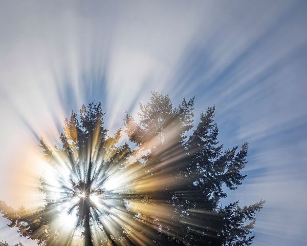 Washington State-Seabeck Morning sunburst in tree
